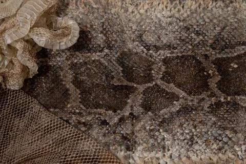 Close up of snake skin texture use for background 写真素材