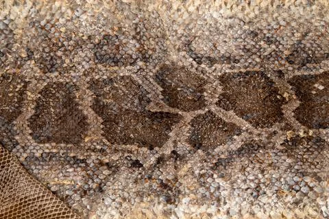 Close up of snake skin texture use for background Stock Photos