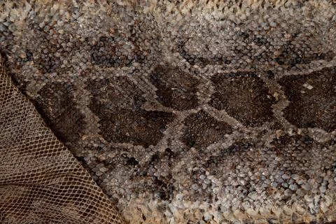 Close up of snake skin texture use for background 스톡 사진
