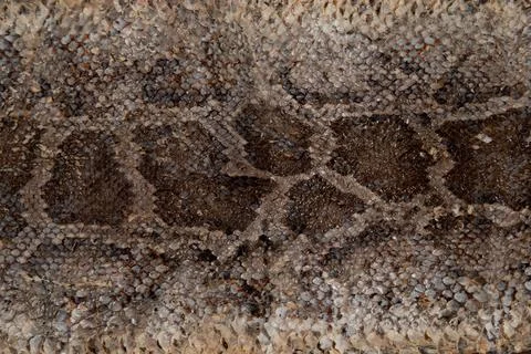 Close up of snake skin texture use for background 写真素材