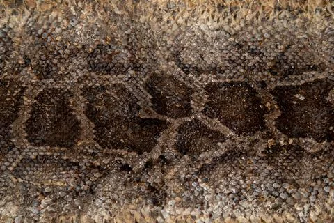 Close up of snake skin texture use for background 스톡 사진