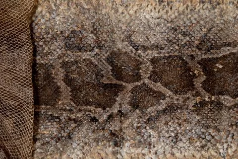 Close up of snake skin texture use for background Foto stock