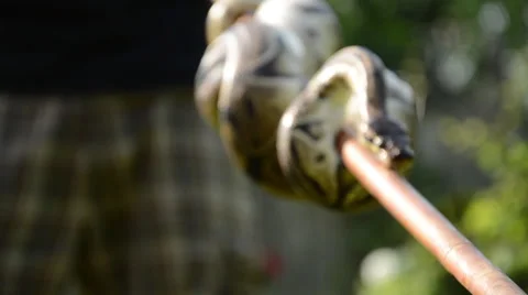 Close up snake on a stick Stock Footage 49842744