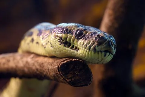 Close-up on a snake on a tree branch. Foto stock