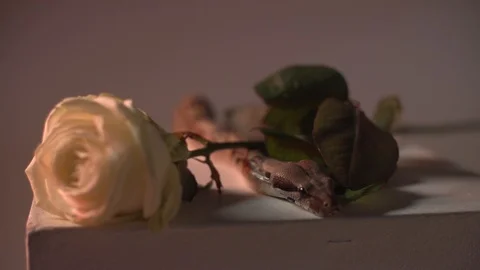 Close up snake with white rose. Stock Footage 101866242