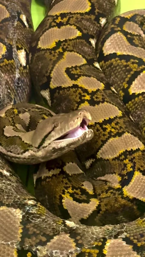Close up of a snake yawning, sleeping creature Stock Footage 329068774
