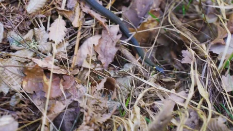 Close-up of snake in zigzag motion. Habitat of non-venomous grass snake natrix Stock Footage 303748676