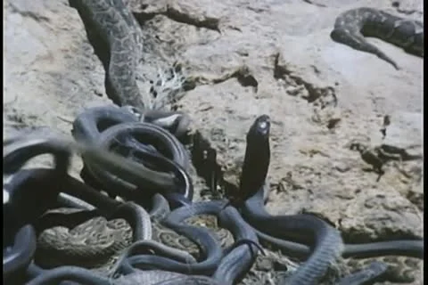 Close-up of snakes fighting Stock Footage 11351908