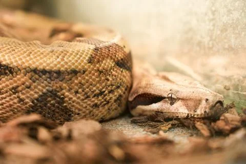 Close-up of Snake's Head and Patterned Scales in Warm Light Stock Photos