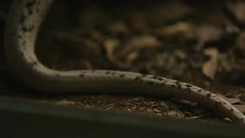 Close-Up of a Snake's Tail in Nature Video stock 305703315