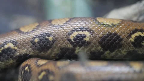 Close up of snakeskin. The snake is crawling Stock Footage 221997387
