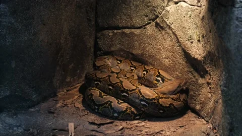 Close up of snakeskin. The snake is crawling Stock Footage 222414018