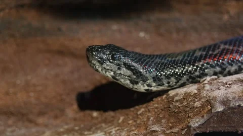 Close up of snakeskin. The snake is crawling Stock Footage 250219563
