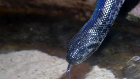 Close up of snakeskin. The snake is crawling Stock Footage 252011583