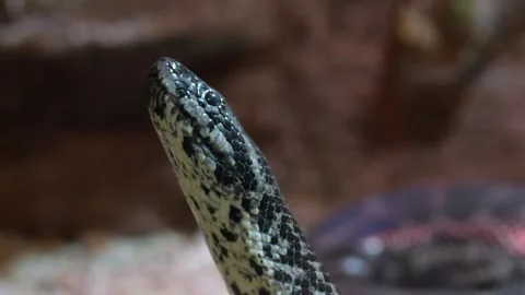 Close up of snakeskin. The snake is crawling Stock Footage 256275959