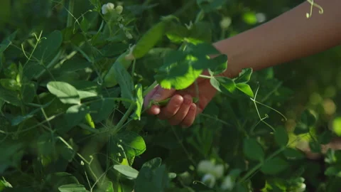 Close on snap pea being pulled off bush during garden harvest in summer Stock-Footage 248162354