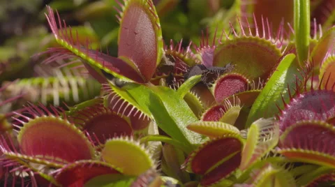 CLOSE UP: Snap trap carnivorous plant Stock Footage 42527380