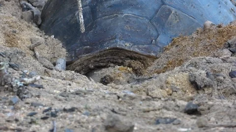 Close Up Snapper Face as Digging Begins in Charred Firepit Sand Stock Footage 325633552