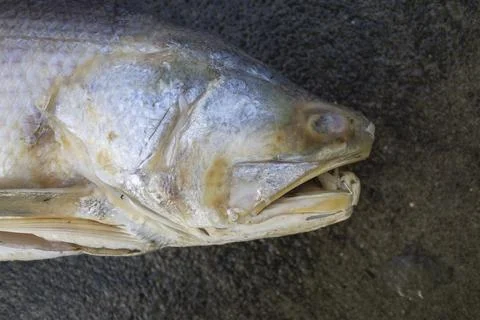 Close up snapper isolated on a white background. Stock Photos