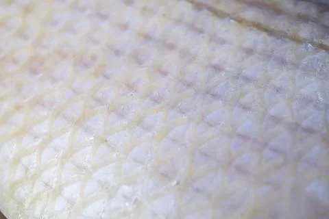 Close up snapper isolated on a white background. Stock Photos