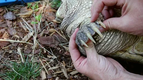 A Close-up of a Snapping Turtle (Chelydra serpentina) Claw. Stock Footage 11868209