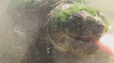Close-up of snapping turtle eating underwater. 스톡 동영상 65525510