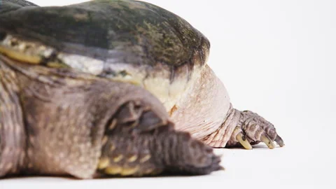 Close up of snapping turtle feet Stock Footage 256736616