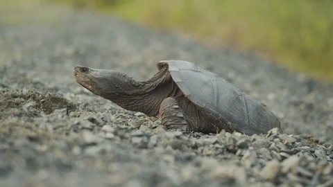 Close up of snapping turtle as it lays eggs in gravel on sunny day, 4k Stock Footage 111933517
