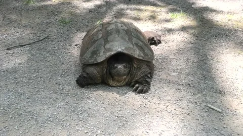 A Close Up of a Snapping Turtle Latin Chelydra serpentina Stock-Footage 156421854