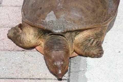 Close up of snapping turtle Foto stock