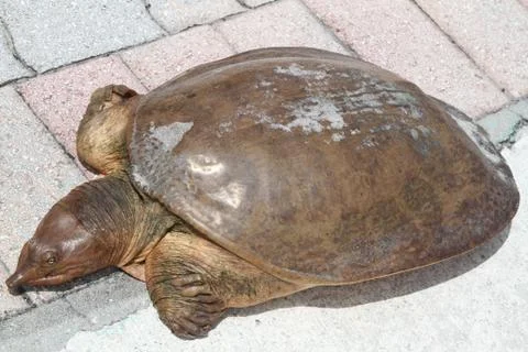 Close up of snapping turtle Stock Photos