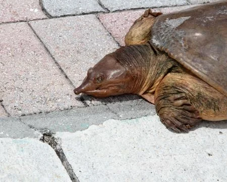 Close up of snapping turtle Stock Photos