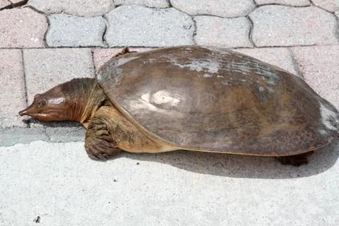 Close up of snapping turtle Stock Photos