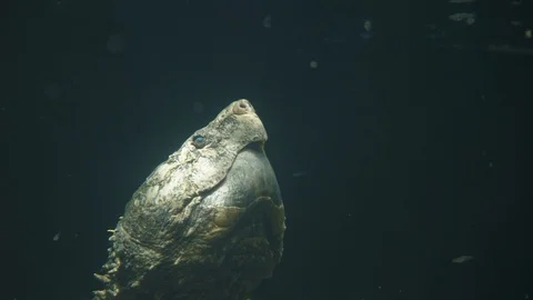 Close Up Of Snapping Turtle Swimming Underwater And Reaching For Air Stock Footage