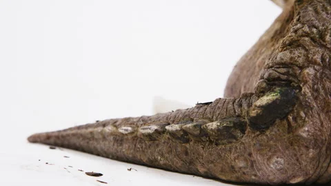 Close up of a snapping turtle tail Stock Footage 256736778