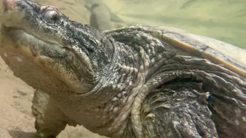 Close up of snapping turtle turning head to the camera under the water Stock Footage 220927703
