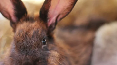 Close-up of a Sniffling Black Bunny Rabbit Stock Footage 35214328