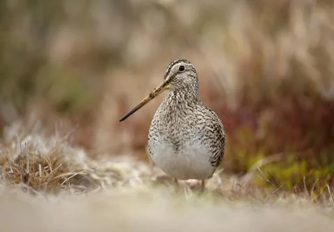 Close up of a Snipe feeding Stock Photos