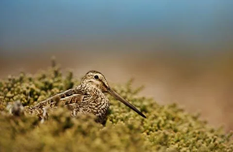 Close up off a snipe feeding Stock Photos