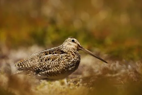 Close up off a snipe feeding Stock Photos