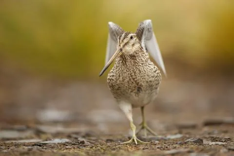 Close-up of a Snipe with spreaded wings Stock Photos