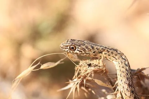 Close up of snke Stock Photos