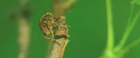 Close up of a snout beetle or true weevil (Curculionidae) Stock Footage 251684638
