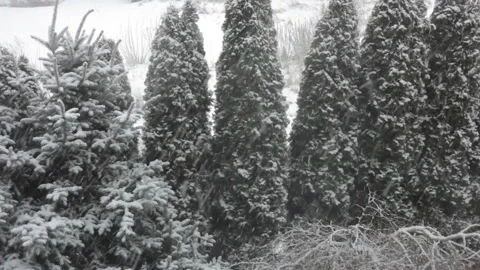 Close-up. Snow blizzard on the background of trees. FPS 29,97 Stock Footage 101559289