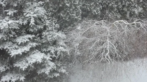 Close-up. Snow blizzard on the background of trees. Video stock 101560107