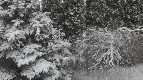 Close-up. Snow blizzard on the background of trees. Video stock 101560339