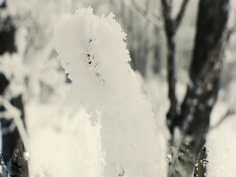 Close up of Snow on a Branch Stock Footage 73545696