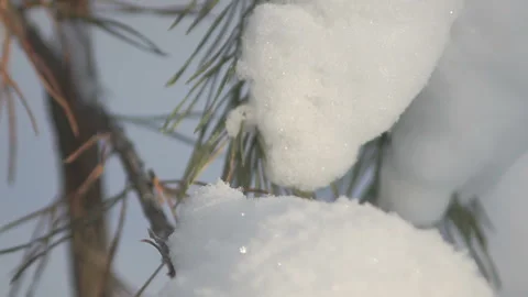 Close-up of snow on the branches of a pine tree Stock Footage 86209535