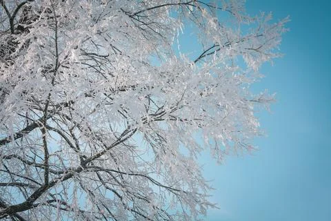Close up snow capped tree with blue sky behind concept photo Stock Photos