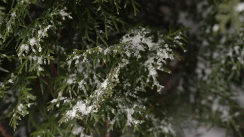 Close-up of snow on a Christmas tree Stock Footage 151264614